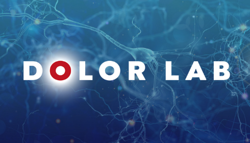 Dolor Lab Dolor Lab