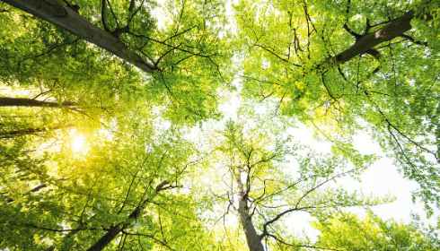 I rami degli alberi diventano filtri per purificare l'acqua I rami degli alberi diventano filtri per purificare l'acqua