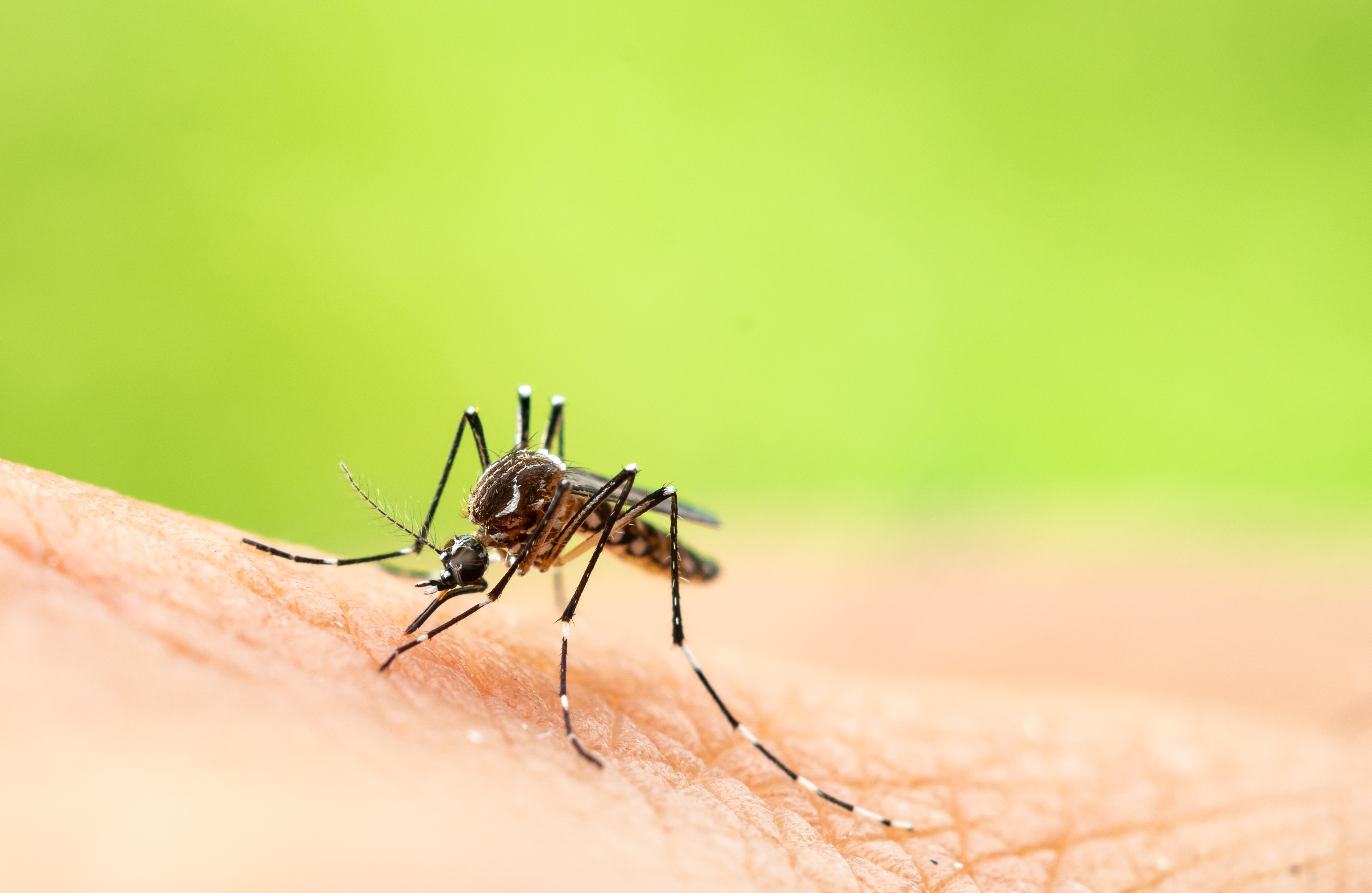 World Mosquito Day e malaria: un problema tutt'oggi esistente